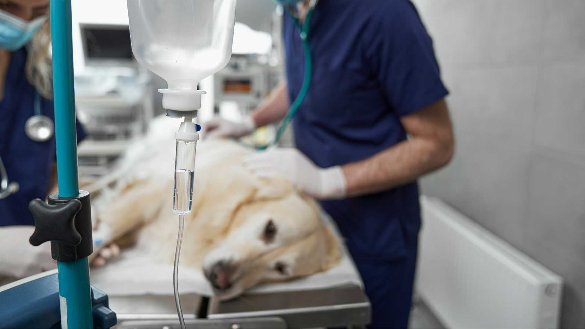 golpe de calor en perros